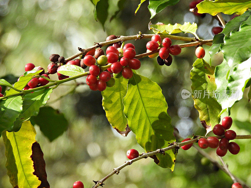 阿拉伯咖啡(Coffea arabica) -也被称为山地咖啡和阿拉比卡咖啡。第一个被种植的咖啡品种。